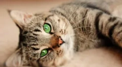 Lahko pride do mačk?